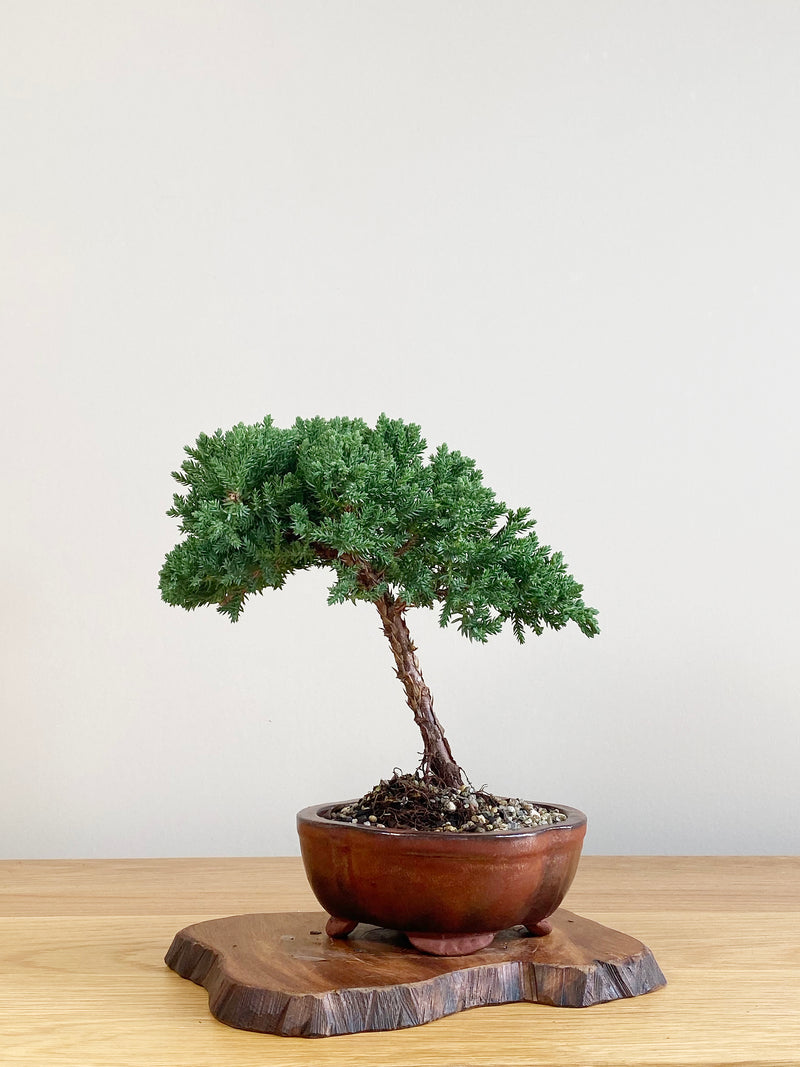 JAPANESE JUNIPER (JJ2106003)