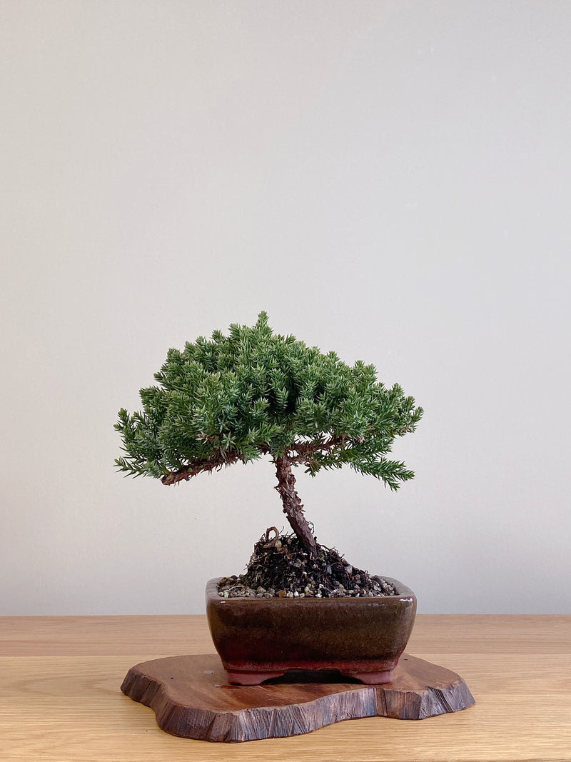 JAPANESE JUNIPER (JJ2106005)