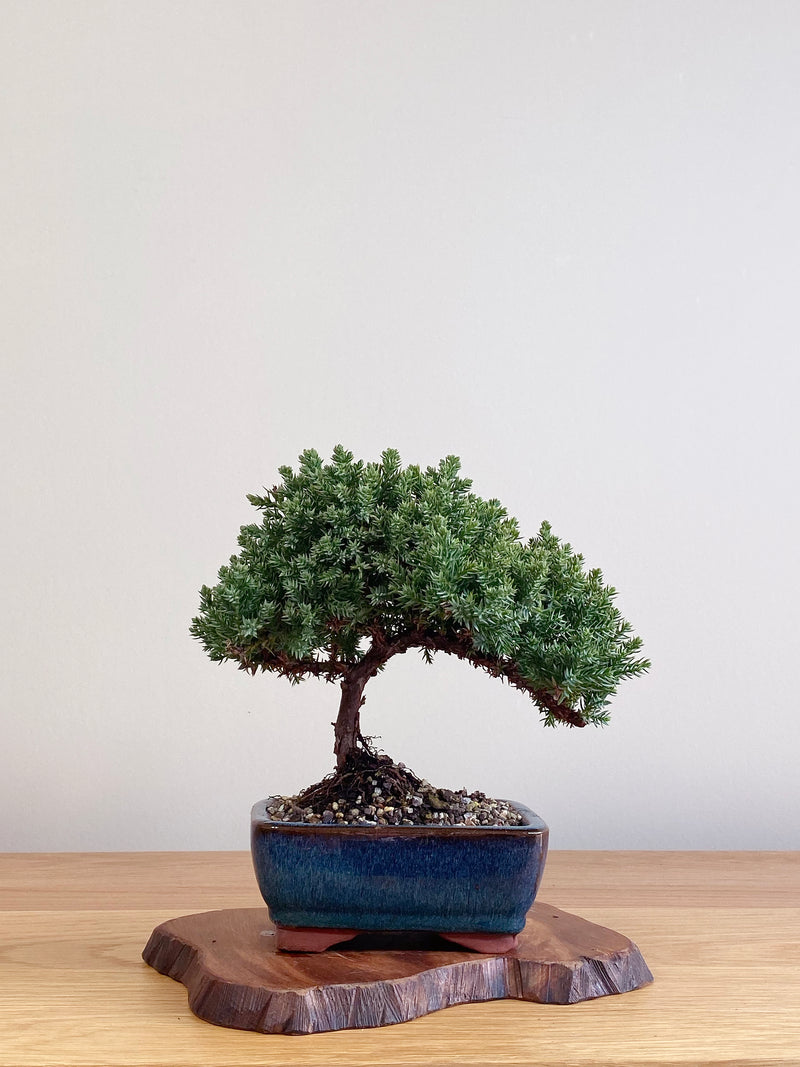 JAPANESE JUNIPER (JJ2106006)