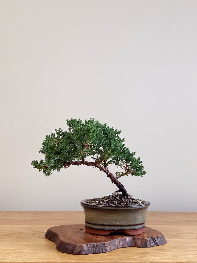 JAPANESE JUNIPER (JJ2106007)