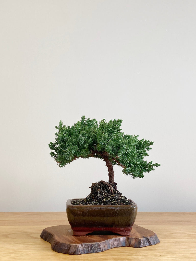JAPANESE JUNIPER (JJ2106009)