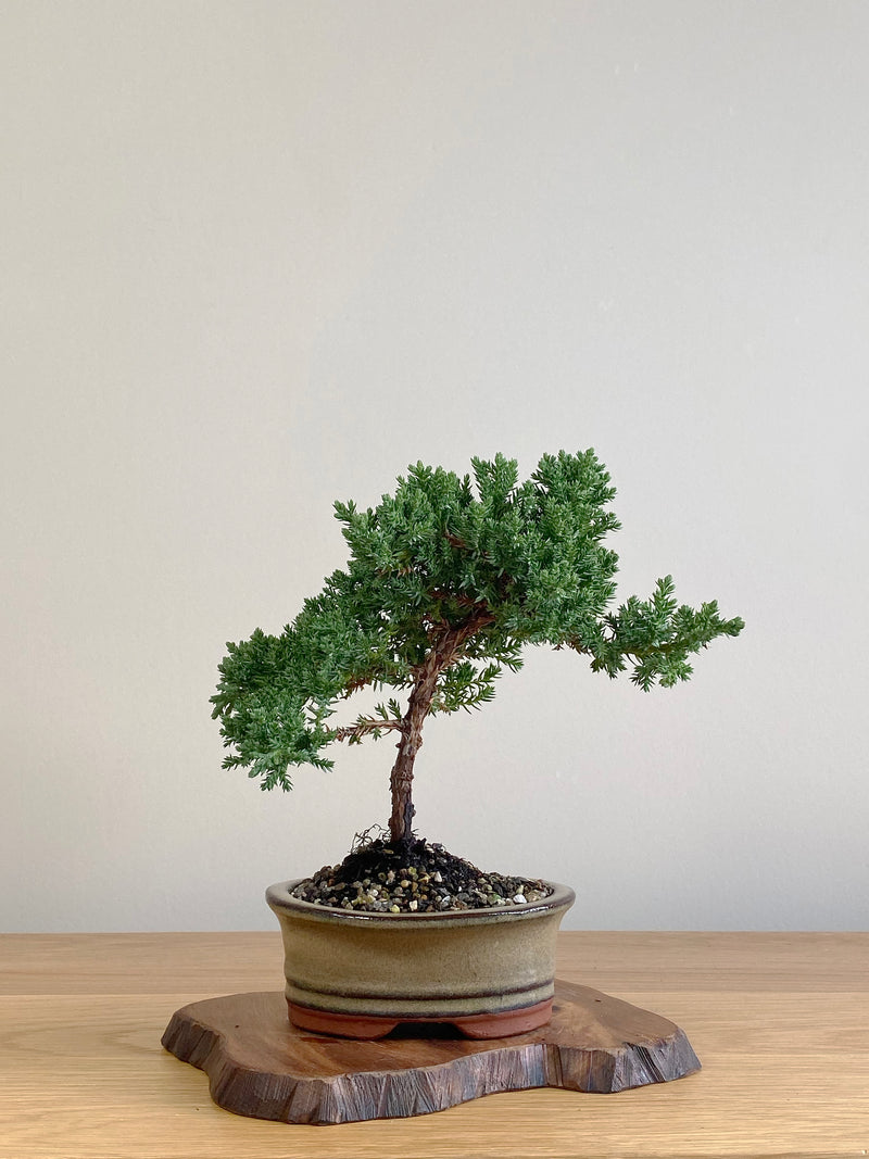 JAPANESE JUNIPER (JJ2106010)