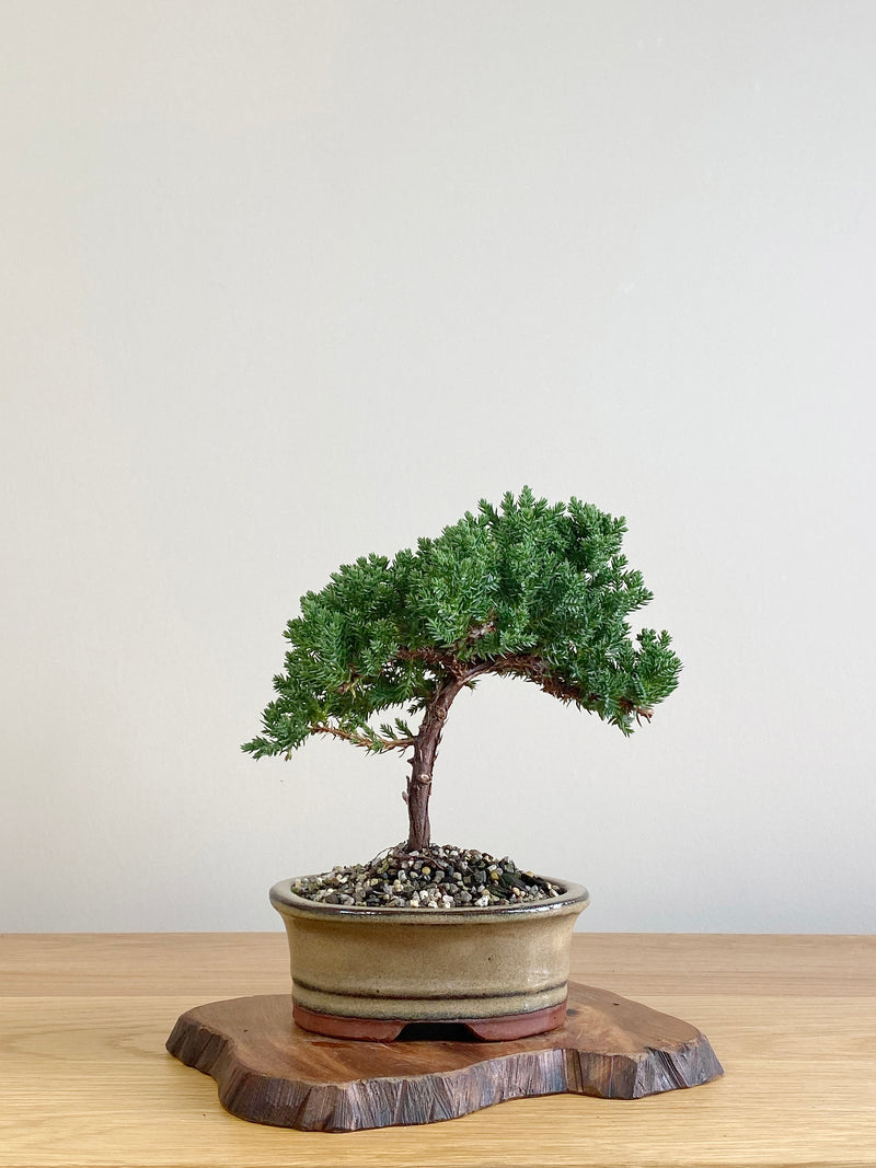 JAPANESE JUNIPER (JJ2106011)