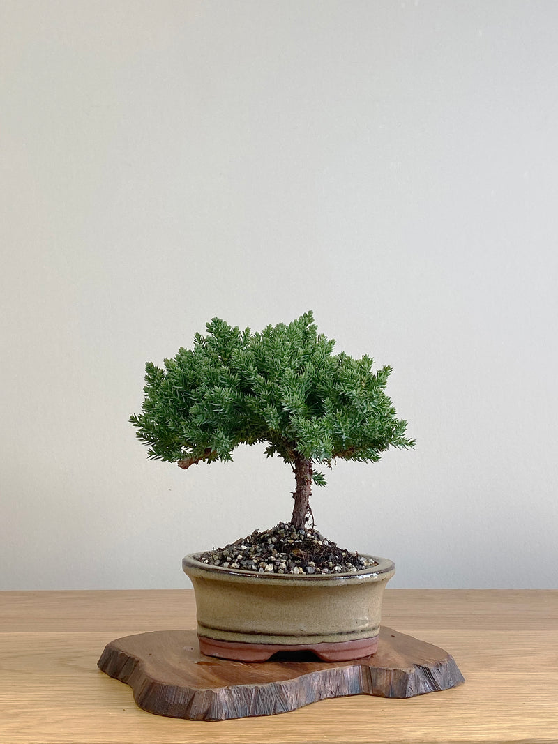 JAPANESE JUNIPER (JJ2106012)
