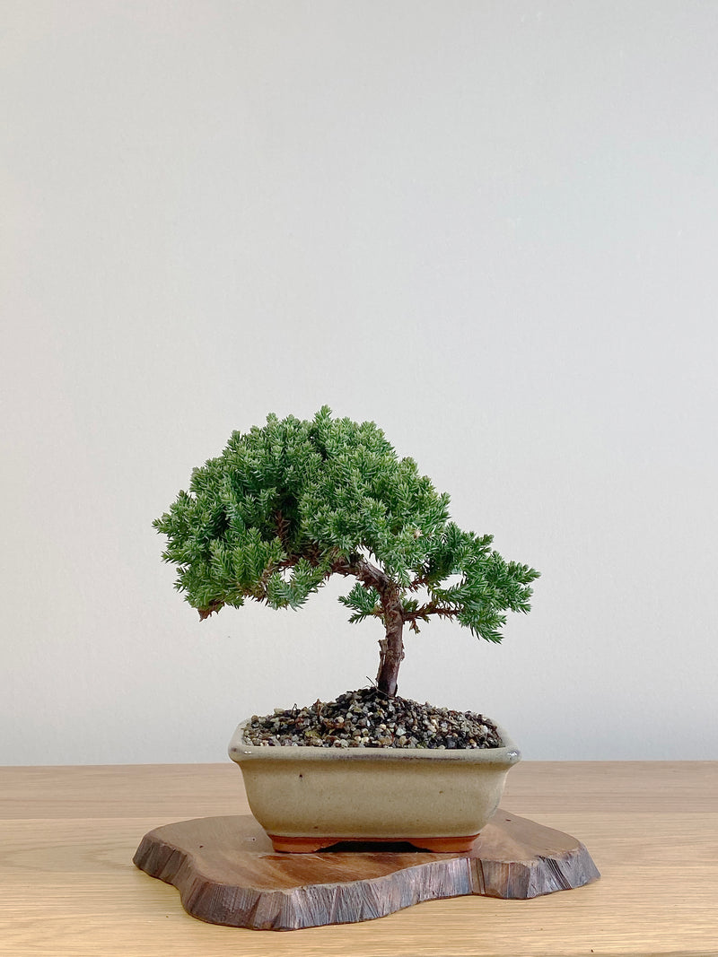 JAPANESE JUNIPER (JJ2106014)