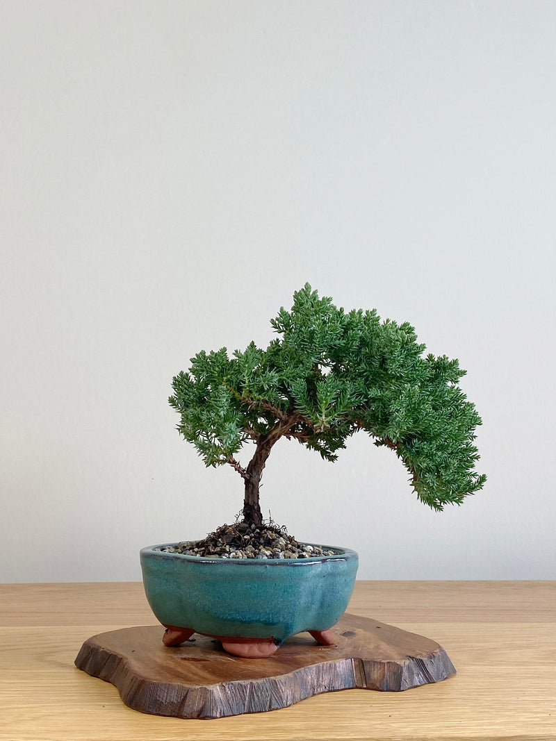 JAPANESE JUNIPER (JJ2106016)