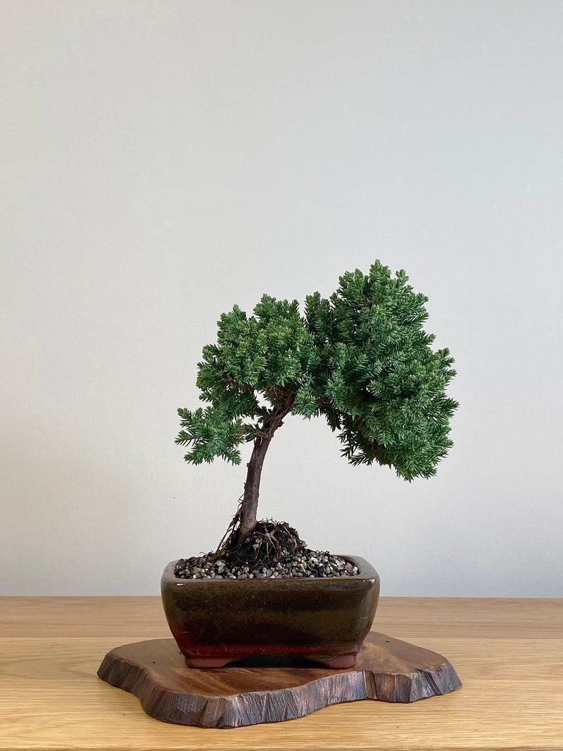 JAPANESE JUNIPER (JJ2106017)