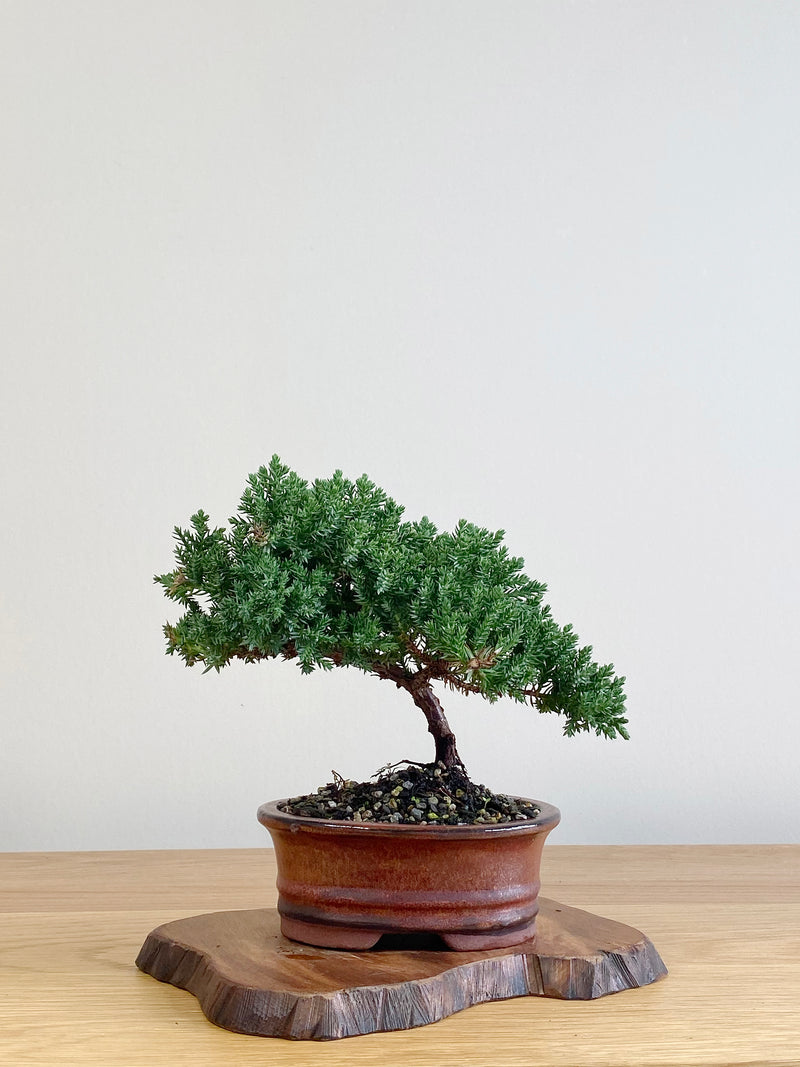 JAPANESE JUNIPER (JJ2106019)