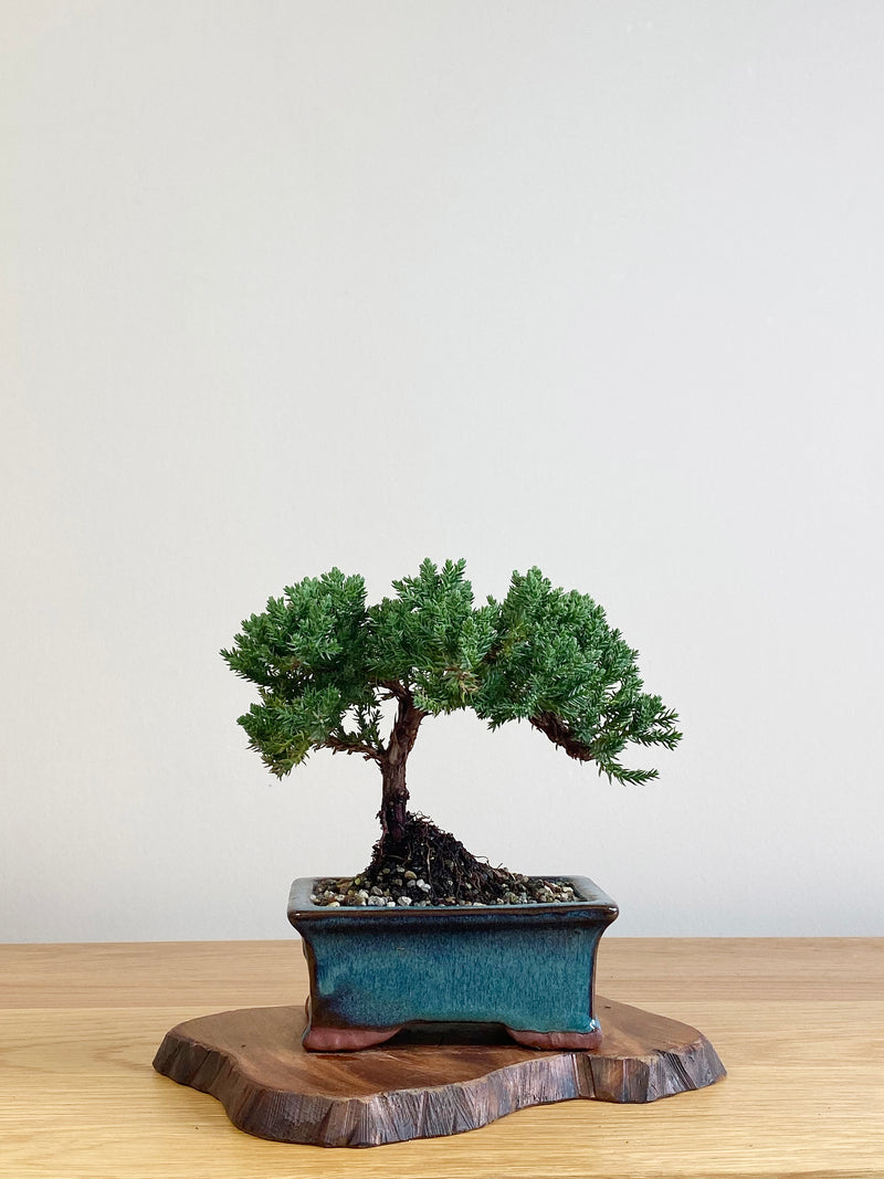 JAPANESE JUNIPER (JJ2106020)