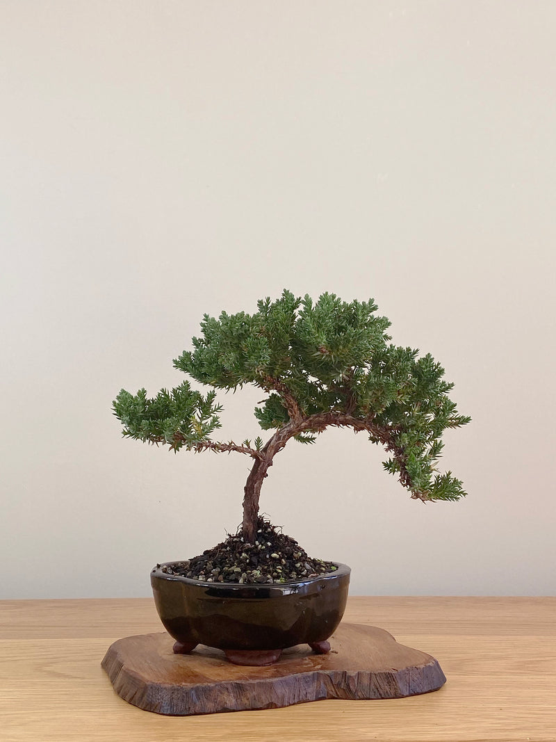 JAPANESE JUNIPER (JJ2107001)
