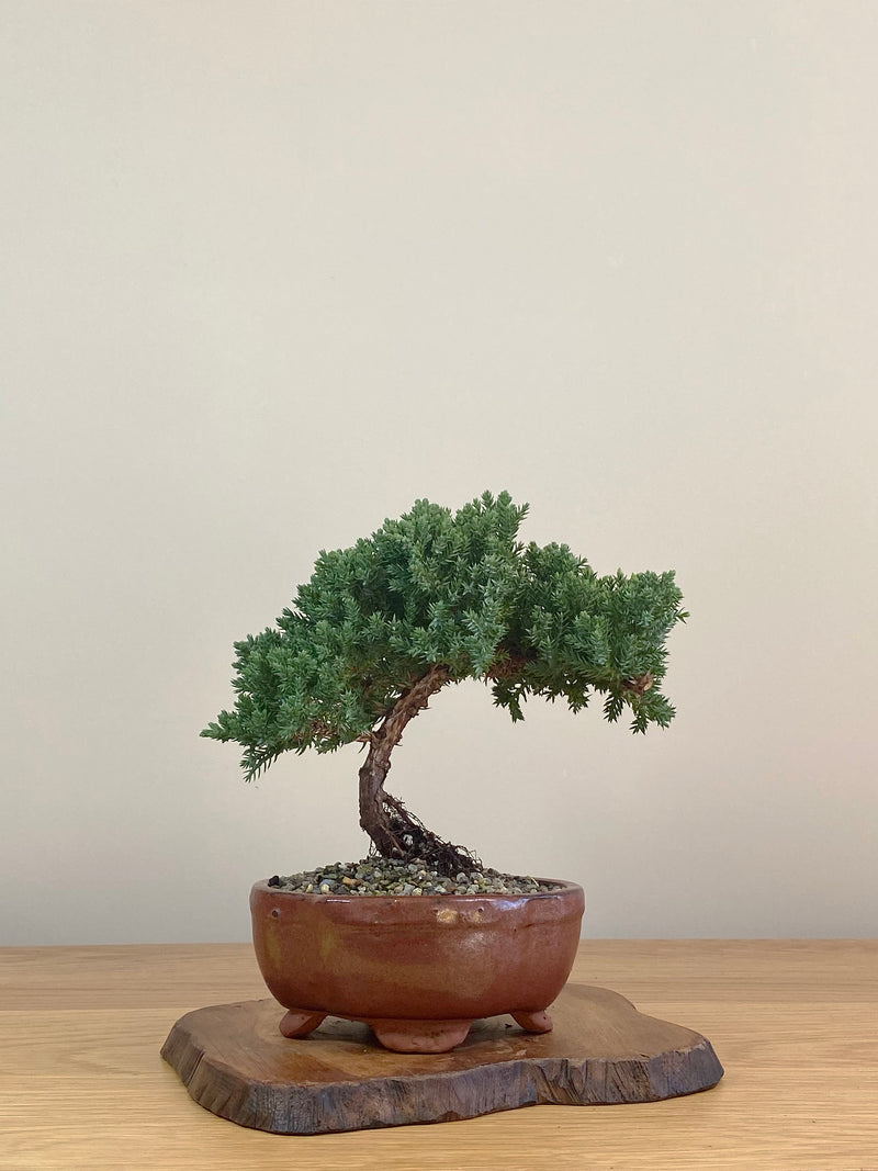 JAPANESE JUNIPER (JJ2107003)