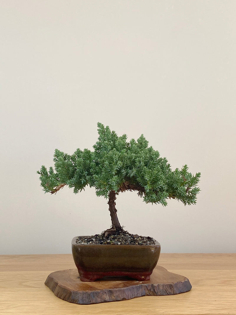 JAPANESE JUNIPER (JJ2107006)