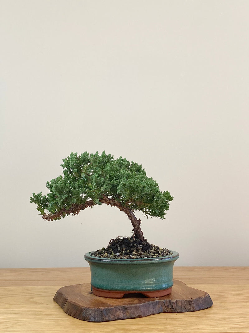 JAPANESE JUNIPER (JJ2107007)