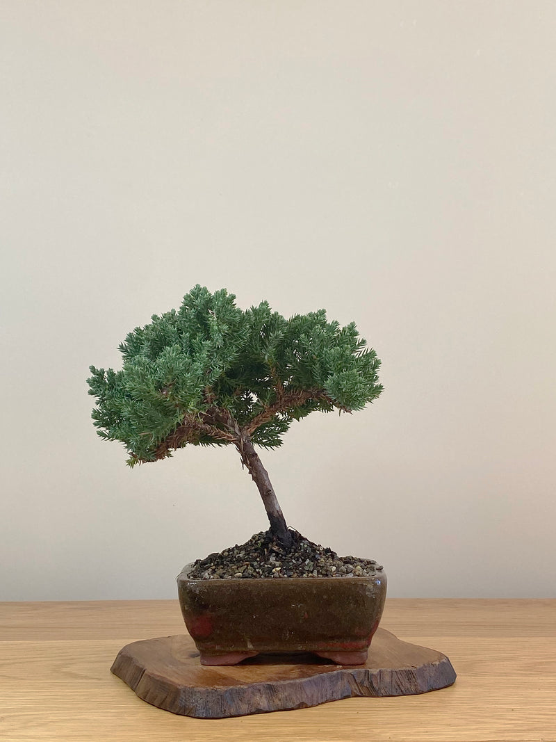 JAPANESE JUNIPER (JJ2107011)