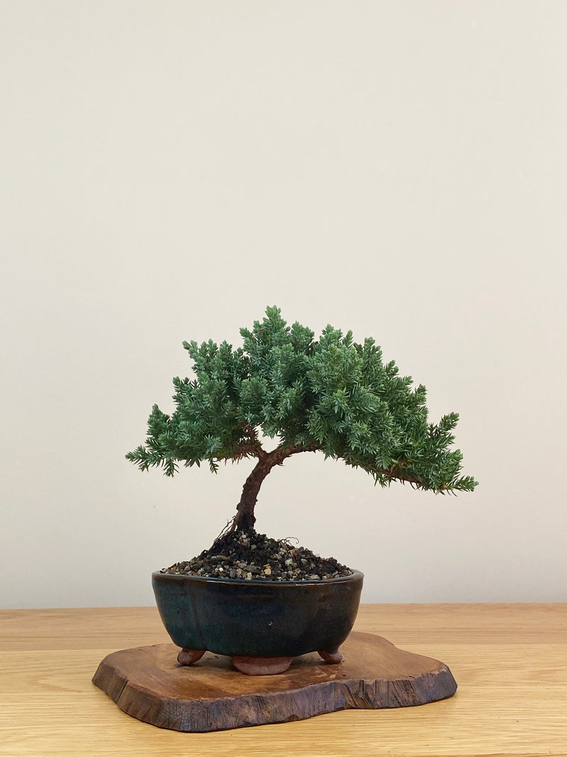 JAPANESE JUNIPER (JJ2107012)