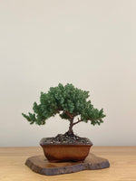 JAPANESE JUNIPER (JJ2107013)