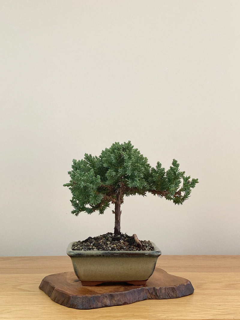 JAPANESE JUNIPER (JJ2107015)