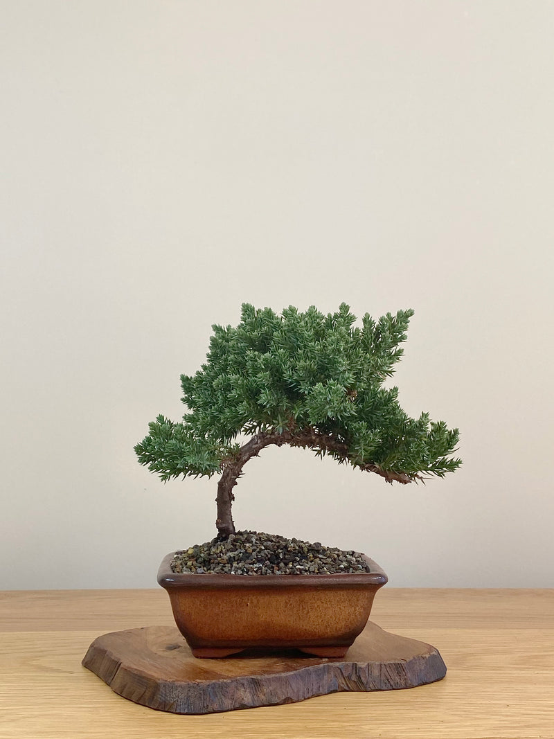 JAPANESE JUNIPER (JJ2107016)