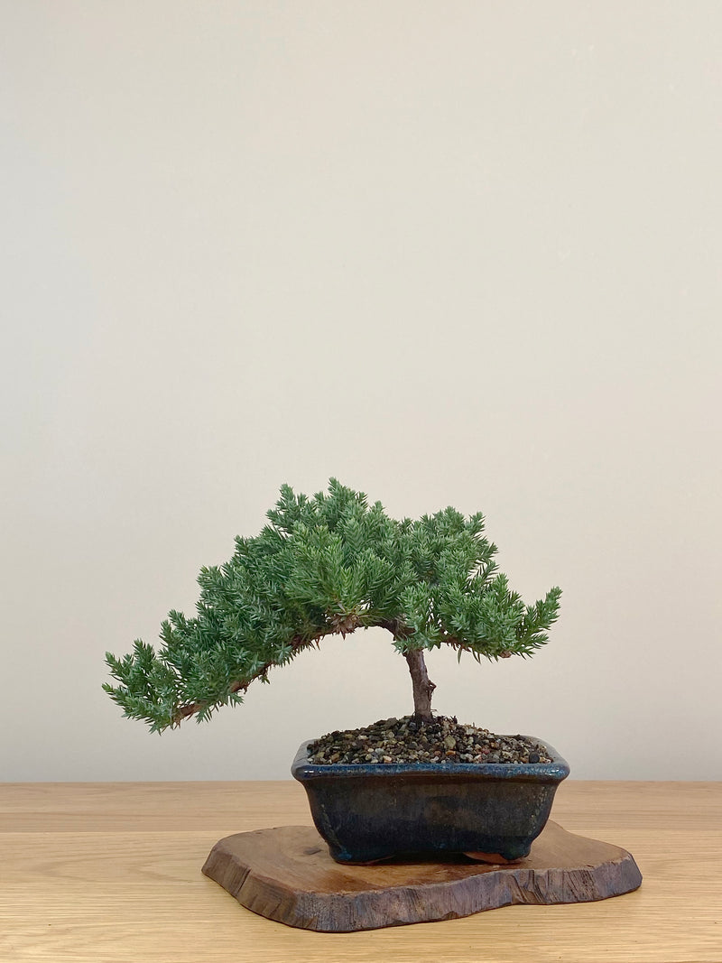 JAPANESE JUNIPER (JJ2107017)