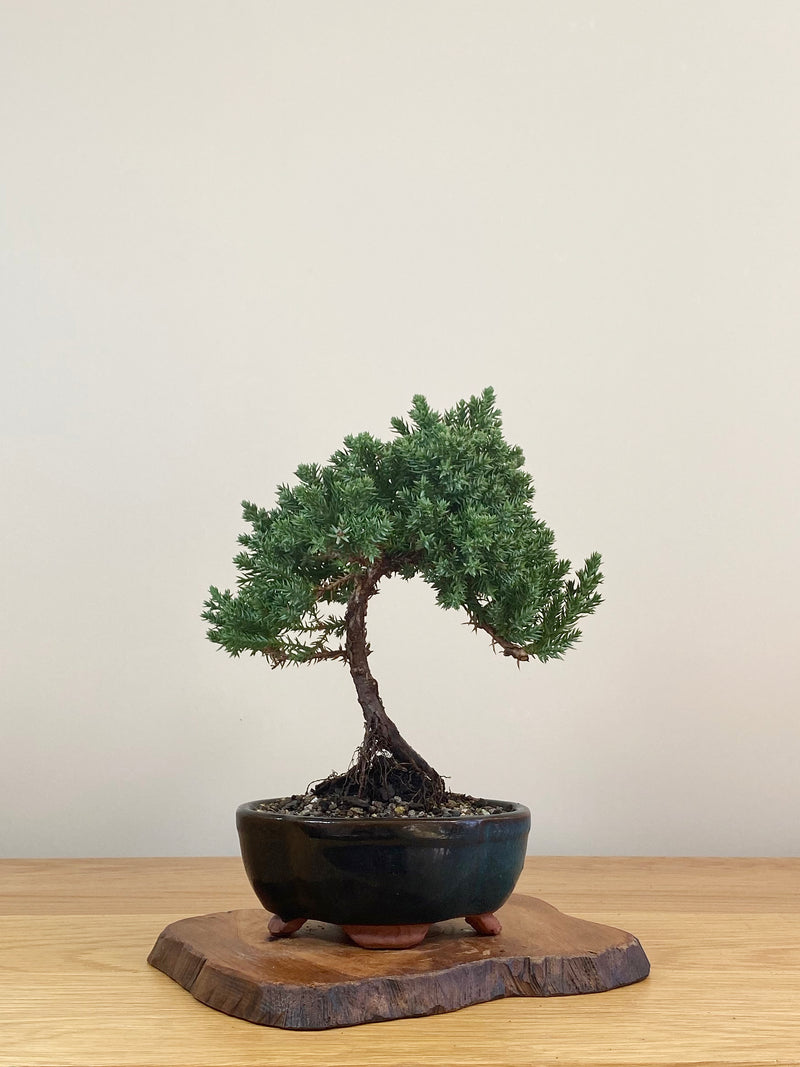 JAPANESE JUNIPER (JJ2107018)