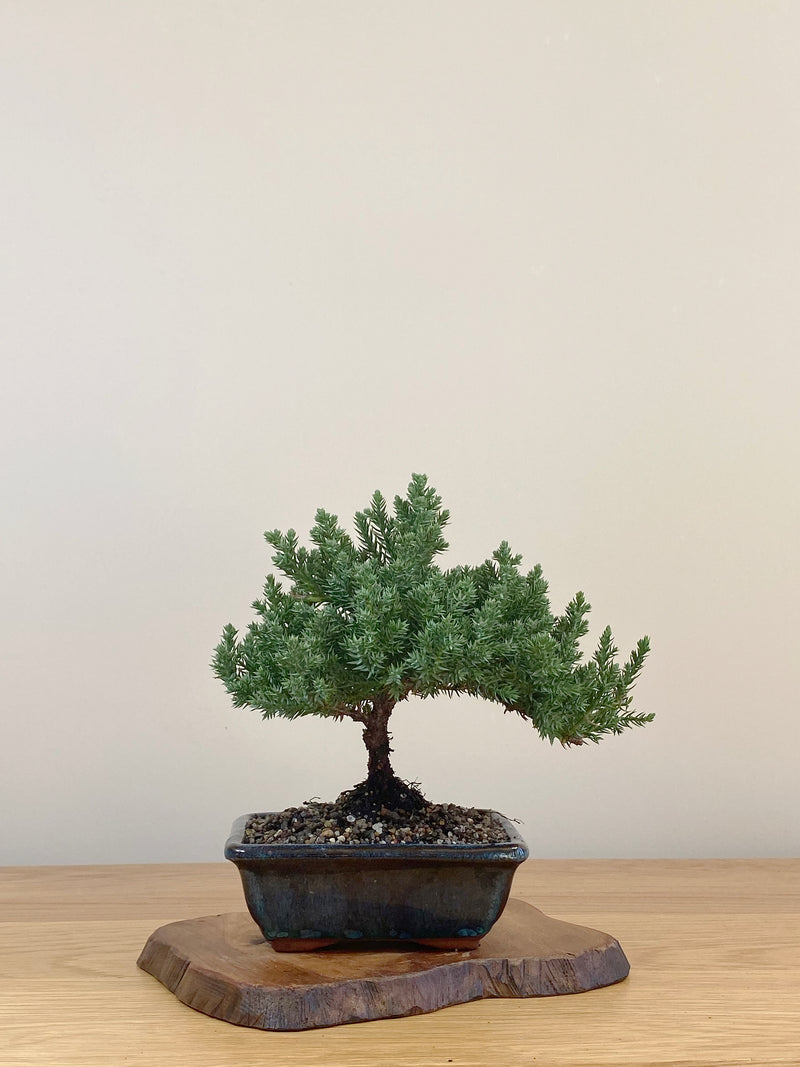 JAPANESE JUNIPER (JJ2107021)
