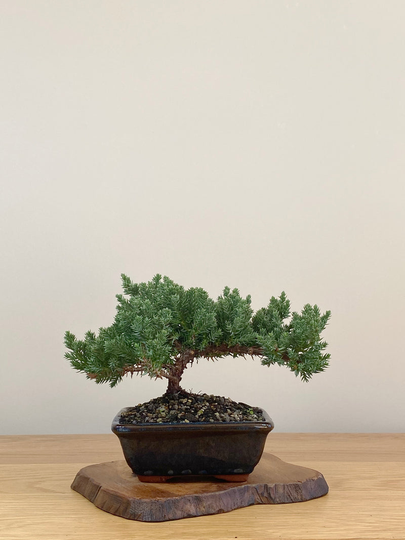 JAPANESE JUNIPER (JJ2107023)