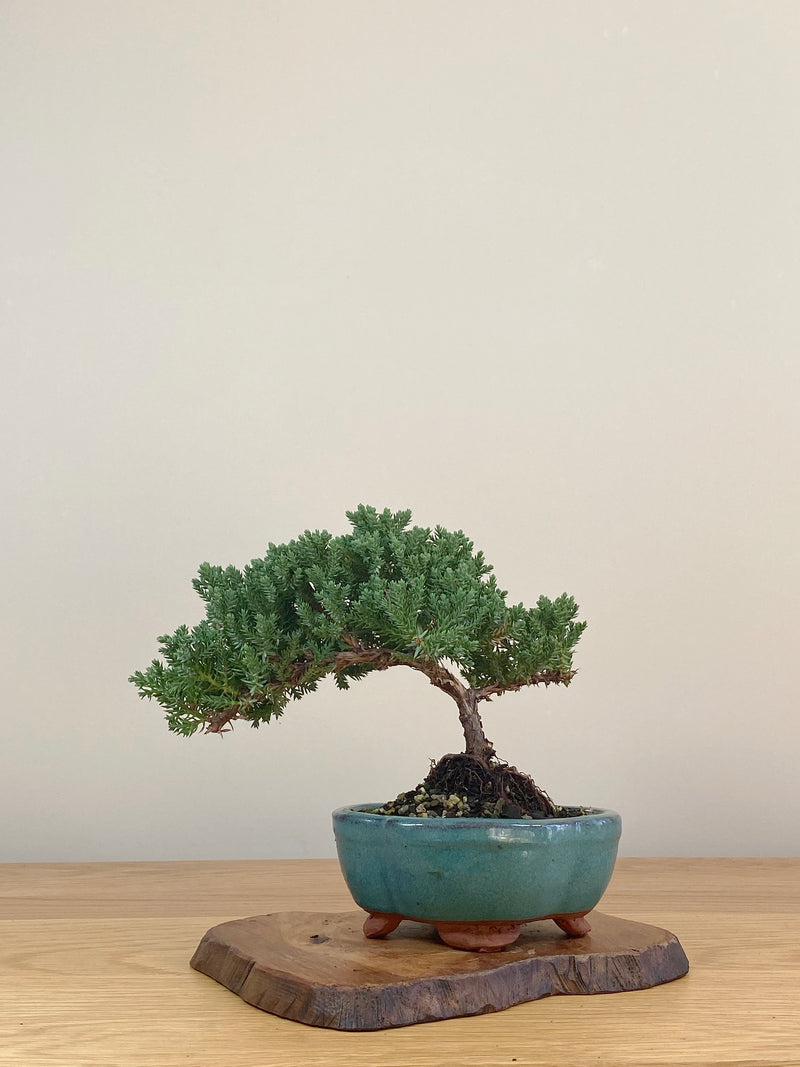 JAPANESE JUNIPER (JJ2107025)