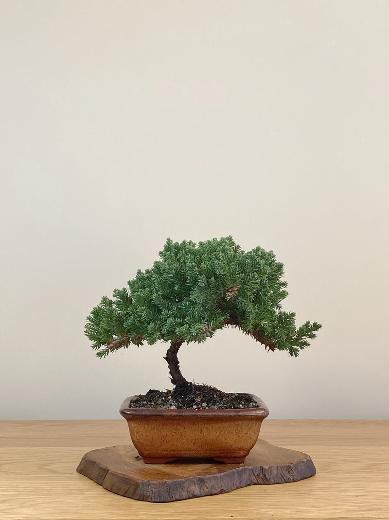 JAPANESE JUNIPER (JJ2107026)