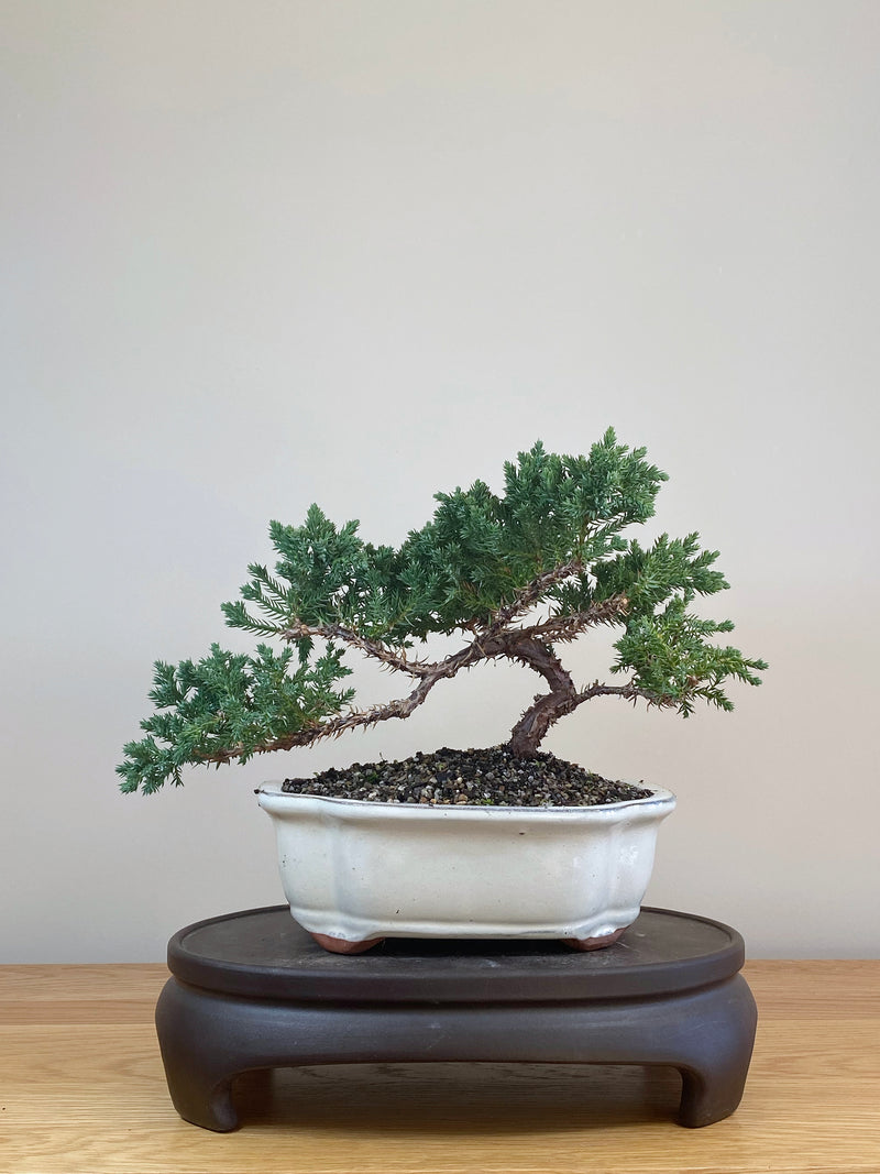 JAPANESE JUNIPER (JJ2107027)
