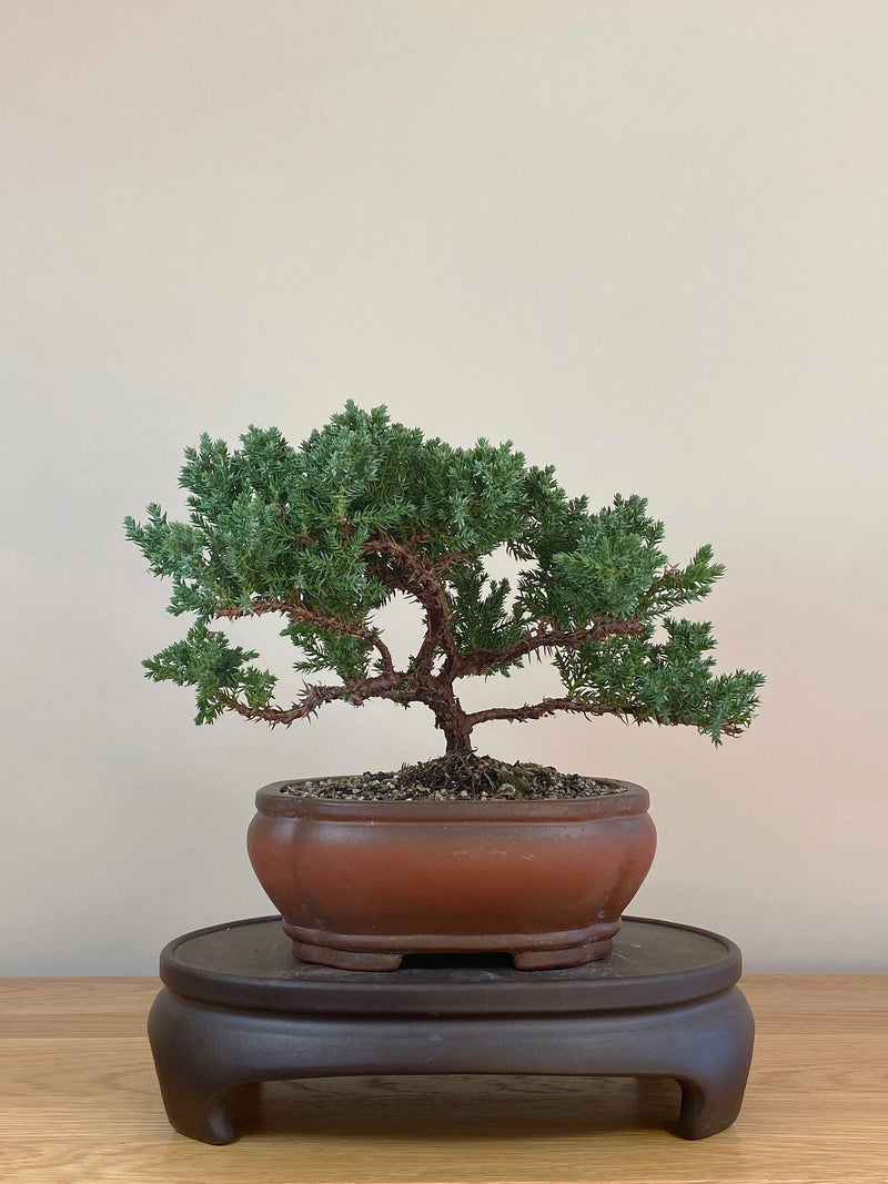 JAPANESE JUNIPER (JJ2107029)