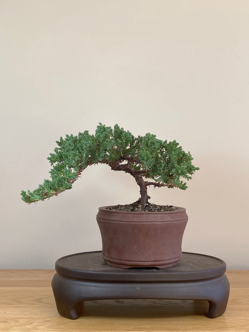 JAPANESE JUNIPER (JJ2107030)