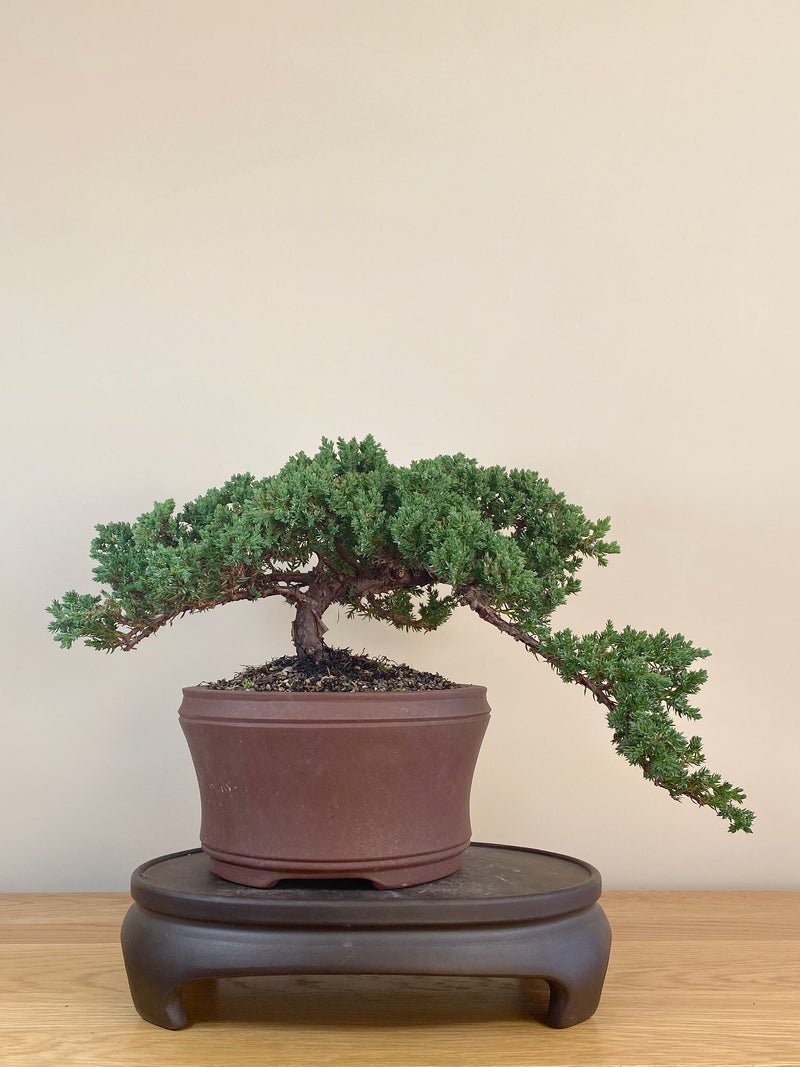 JAPANESE JUNIPER (JJ2107031)
