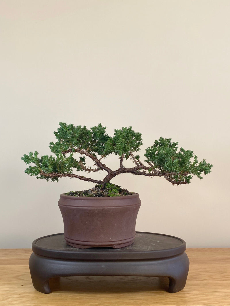 JAPANESE JUNIPER (JJ2107032)