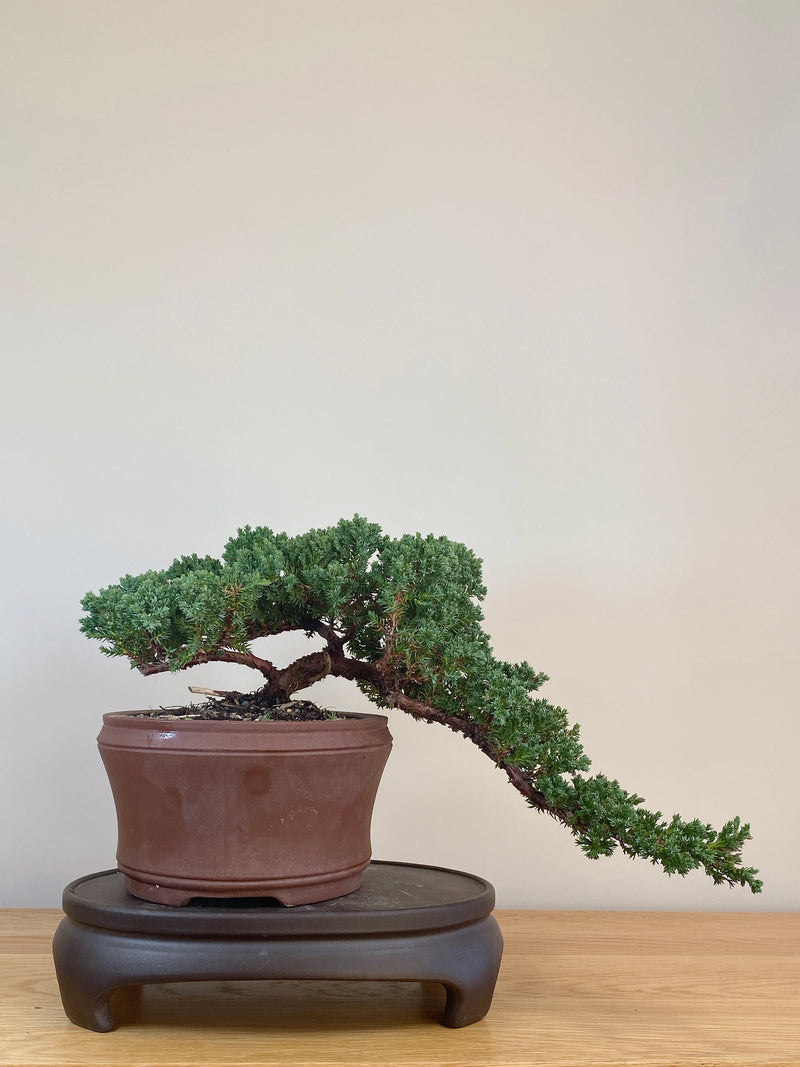 JAPANESE JUNIPER (JJ2107034)