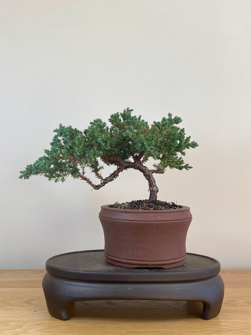 JAPANESE JUNIPER (JJ2107035)