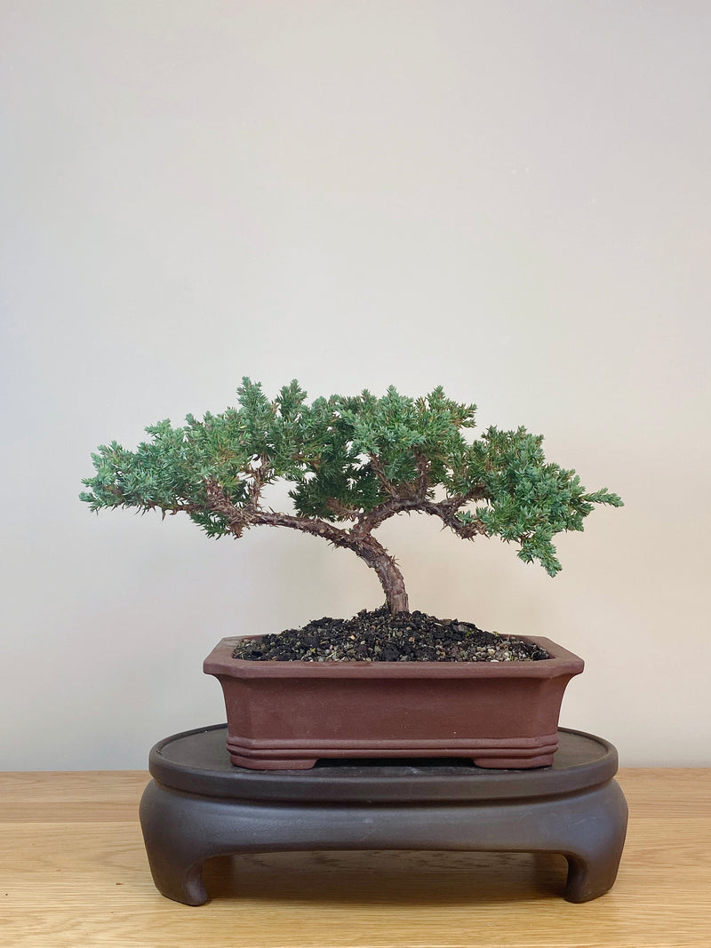 JAPANESE JUNIPER (JJ2107037)