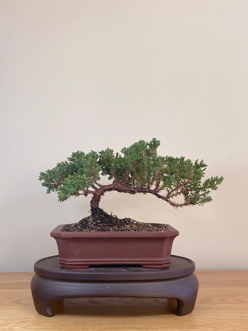 JAPANESE JUNIPER (JJ2107040)