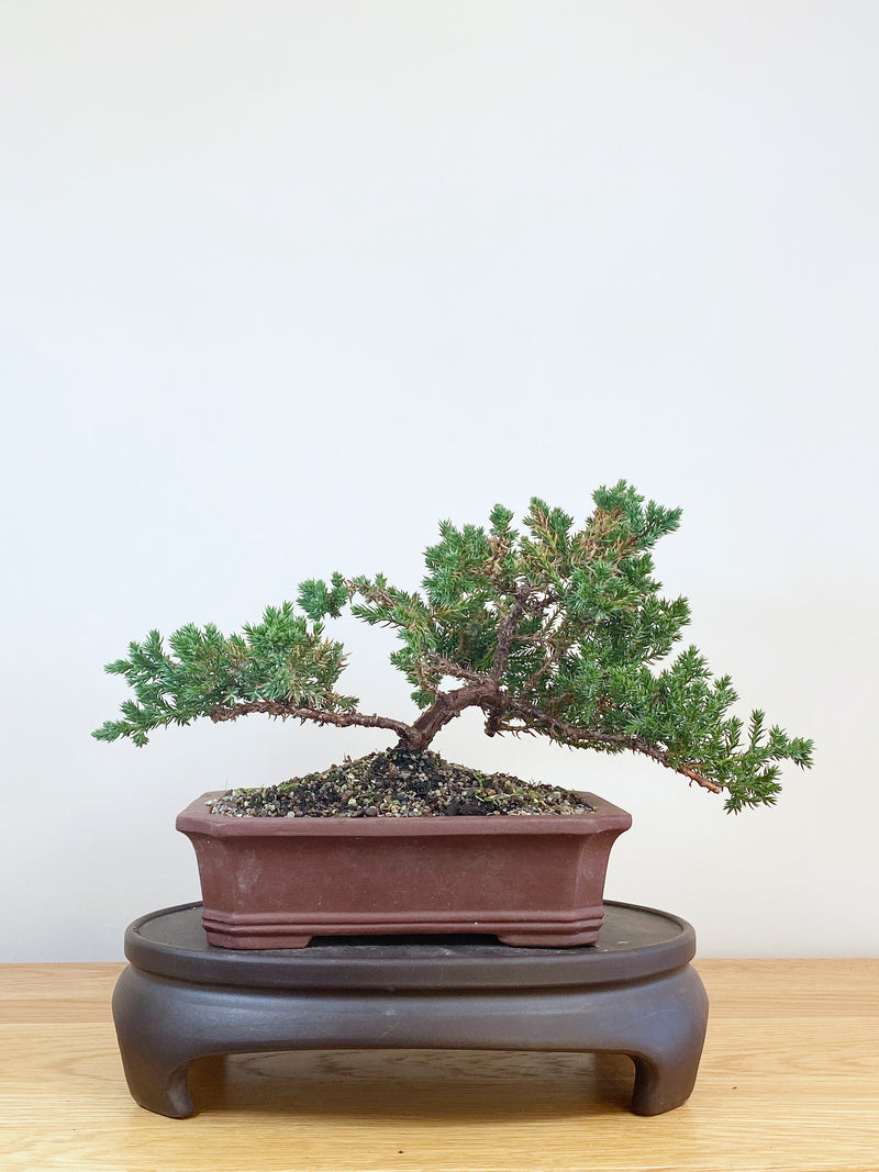 JAPANESE JUNIPER (JJ2107042)