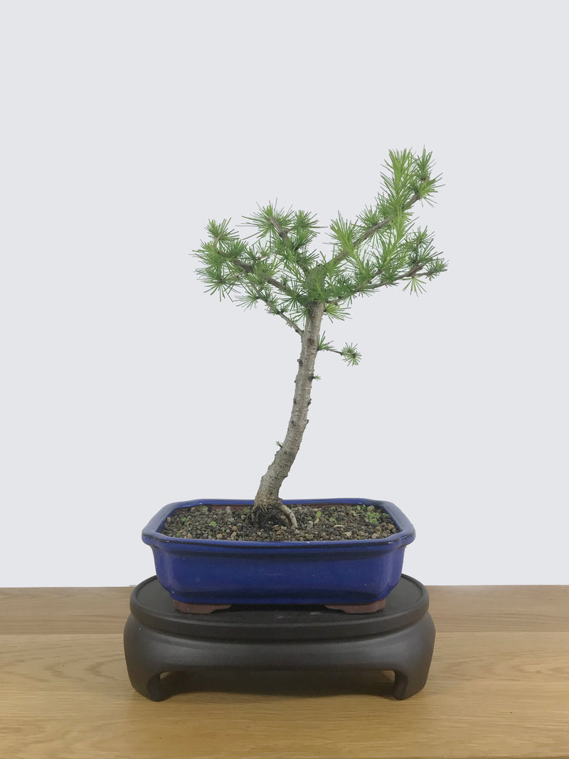 JAPANESE LARCH (JL10001) - MiniGardens NZ