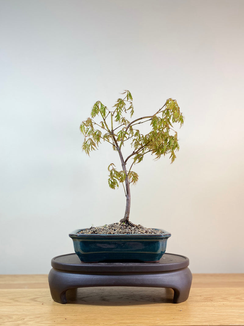 JAPANESE MAPLE (JM03001) - MiniGardens NZ