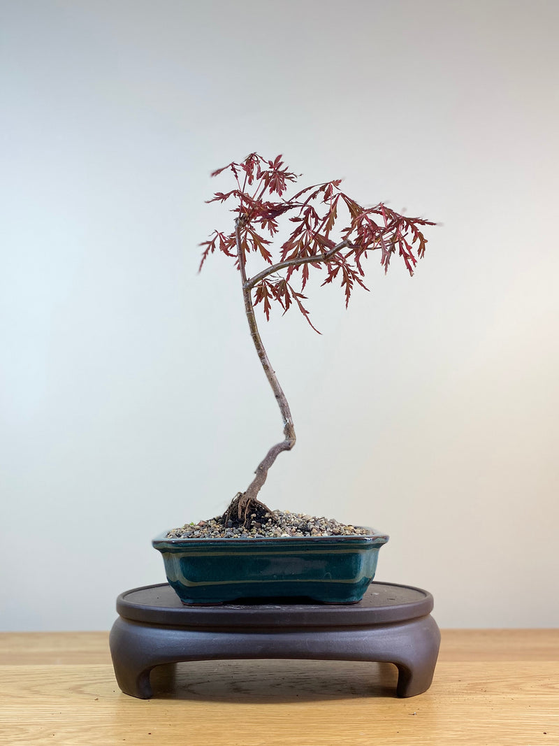 JAPANESE MAPLE (JM03002) - MiniGardens NZ