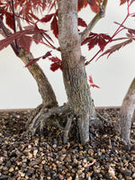 JAPANESE RED LACE MAPLE (JM09001)
