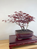 JAPANESE RED LACE MAPLE (JM09001)