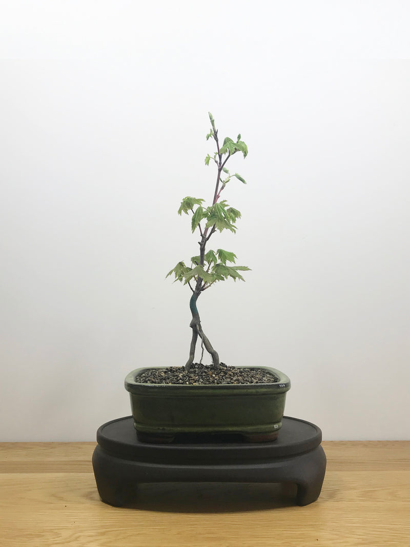 JAPANESE MAPLE (JM10001) - MiniGardens NZ