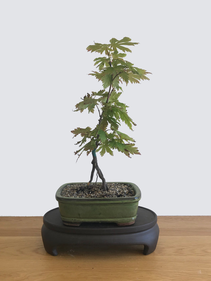 JAPANESE MAPLE (JM10001) - MiniGardens NZ