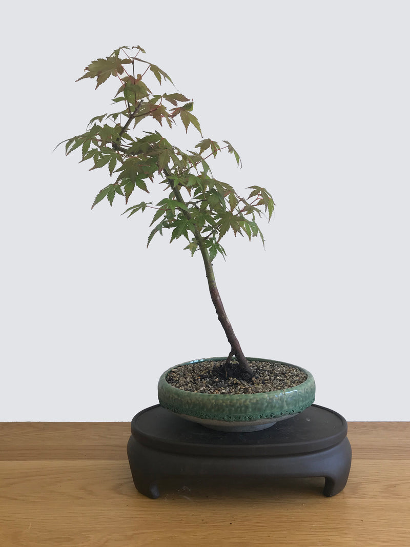 JAPANESE MAPLE (JM10002) - MiniGardens NZ