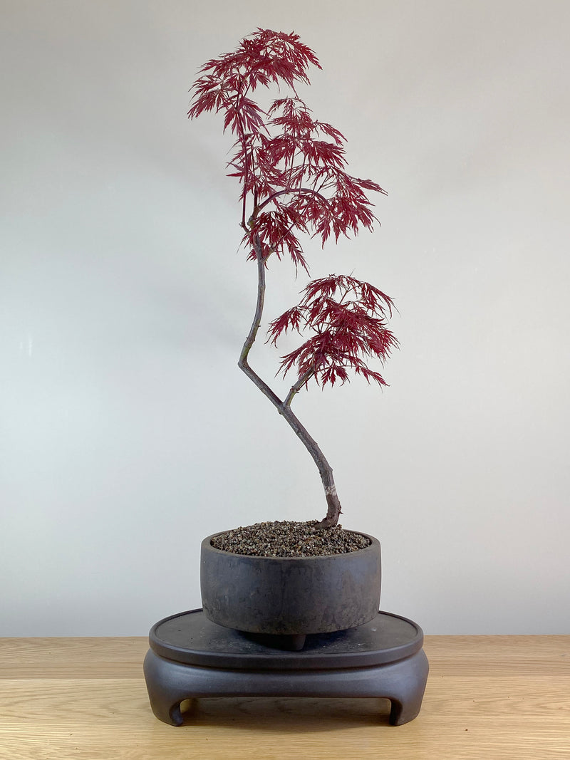JAPANESE RED LACE MAPLE (JM10002)