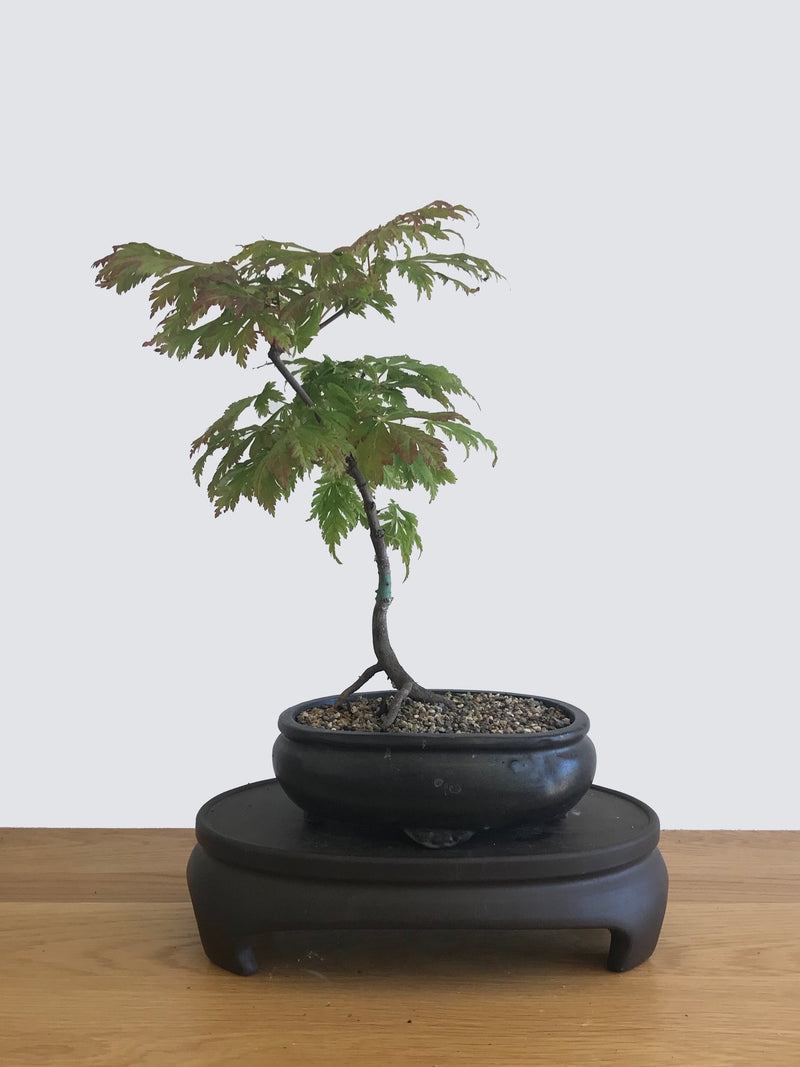 JAPANESE MAPLE (JM10003) - MiniGardens NZ