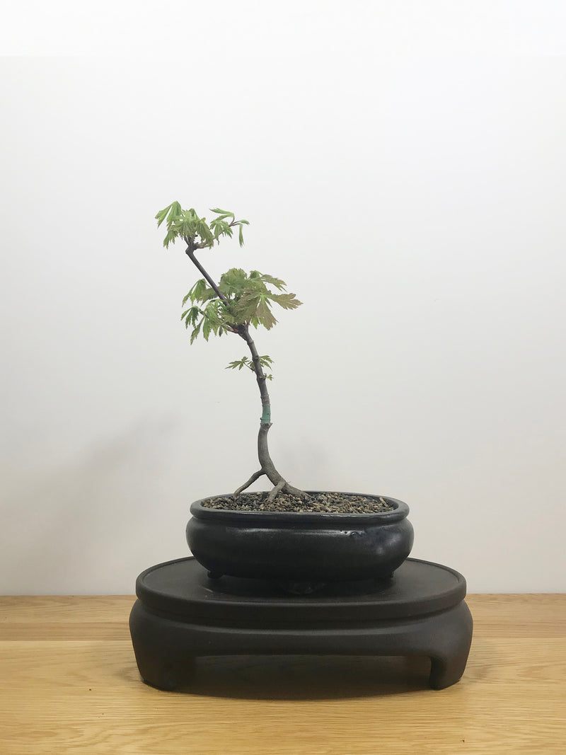 JAPANESE MAPLE (JM10003) - MiniGardens NZ