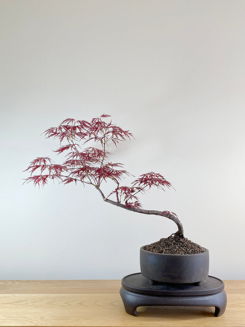 JAPANESE RED LACE MAPLE (JM10004)